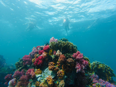 Spot colourful corals and sea urchins