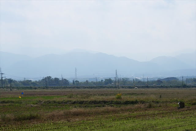 鹿児島県のツルおよびその渡来地