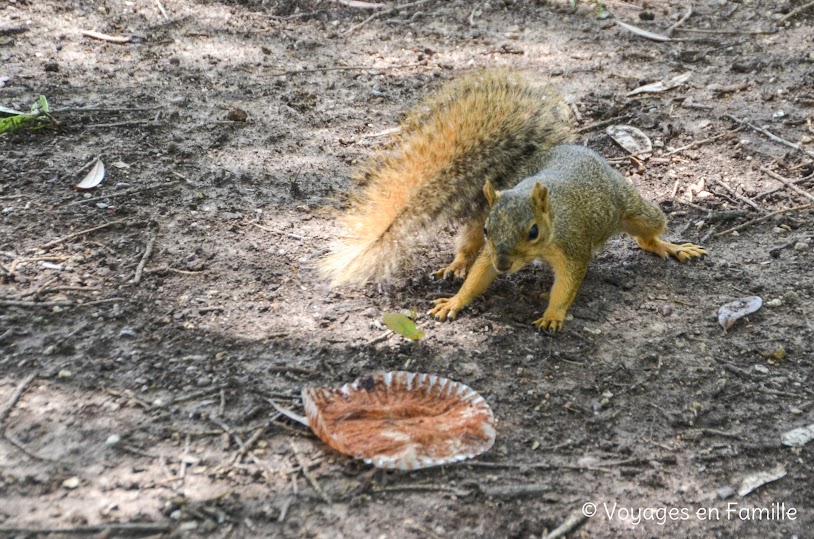 Austin - Capitole, squirrels