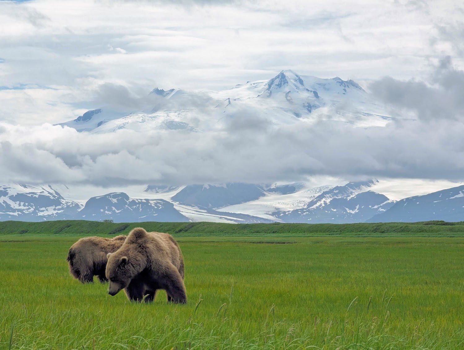 Katmai Bears