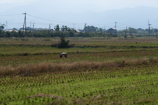 出水ツルの越冬地