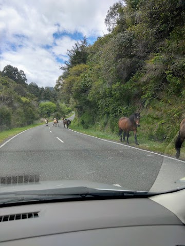 Driving to Waikaremoana via Te Urewera Rainforest Route horses