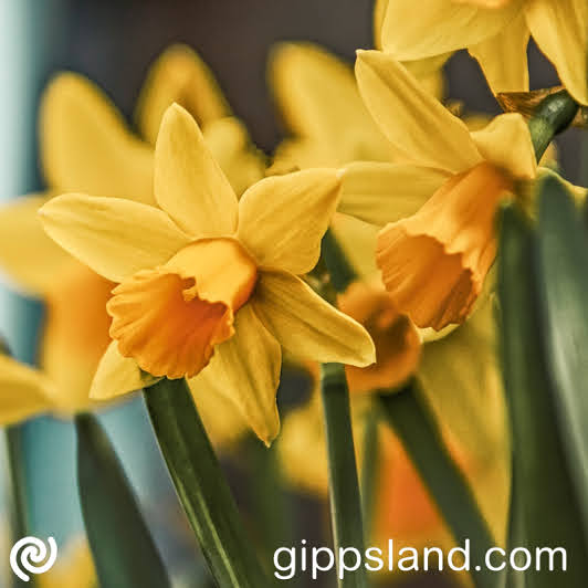 Join us for the 65th Daffodil and Floral Show, running from September 7 to September 9 at Leongatha Memorial Hall. Celebrate spring's beauty with daffodils and more!