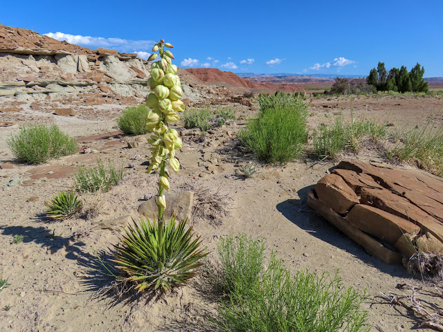 Yucca blooms