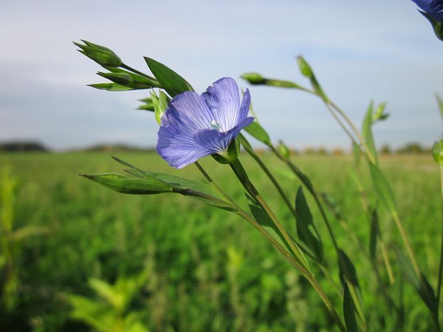 hoa lanh xanh