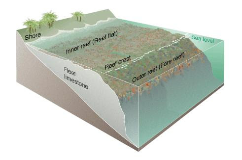 Diagram of coral reef, showing reef crest