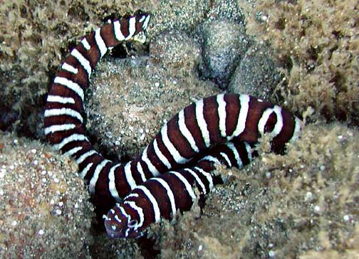 small zebra moray eel, in an s-shape, on a reef