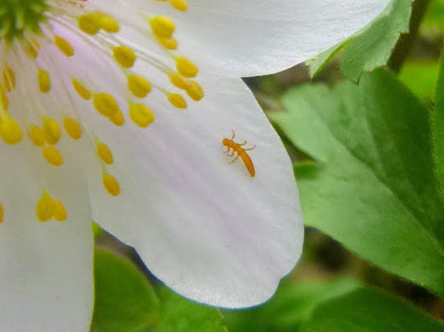 trójpazurkowiec - larwa - oleica krówka Meloe proscarabaeus