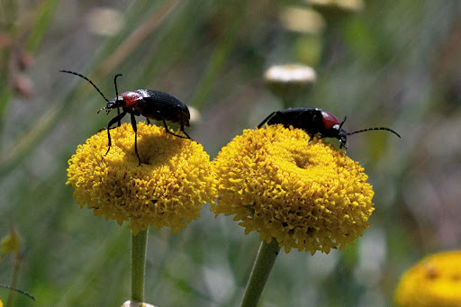 Heliotaurus ruficollis Santolina melidensis