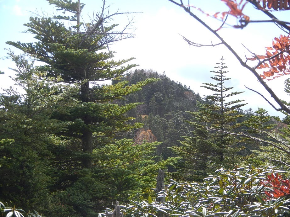 No,296　奥日光：高薙山（2181ｍ）