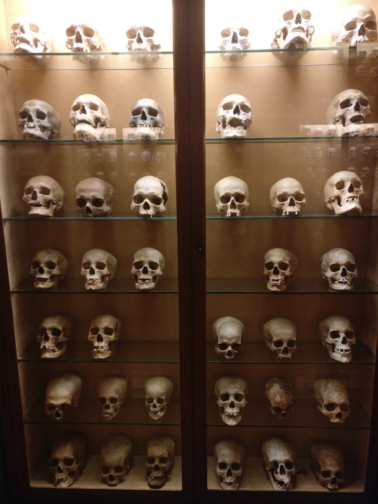 Skulls in the Canarian museum