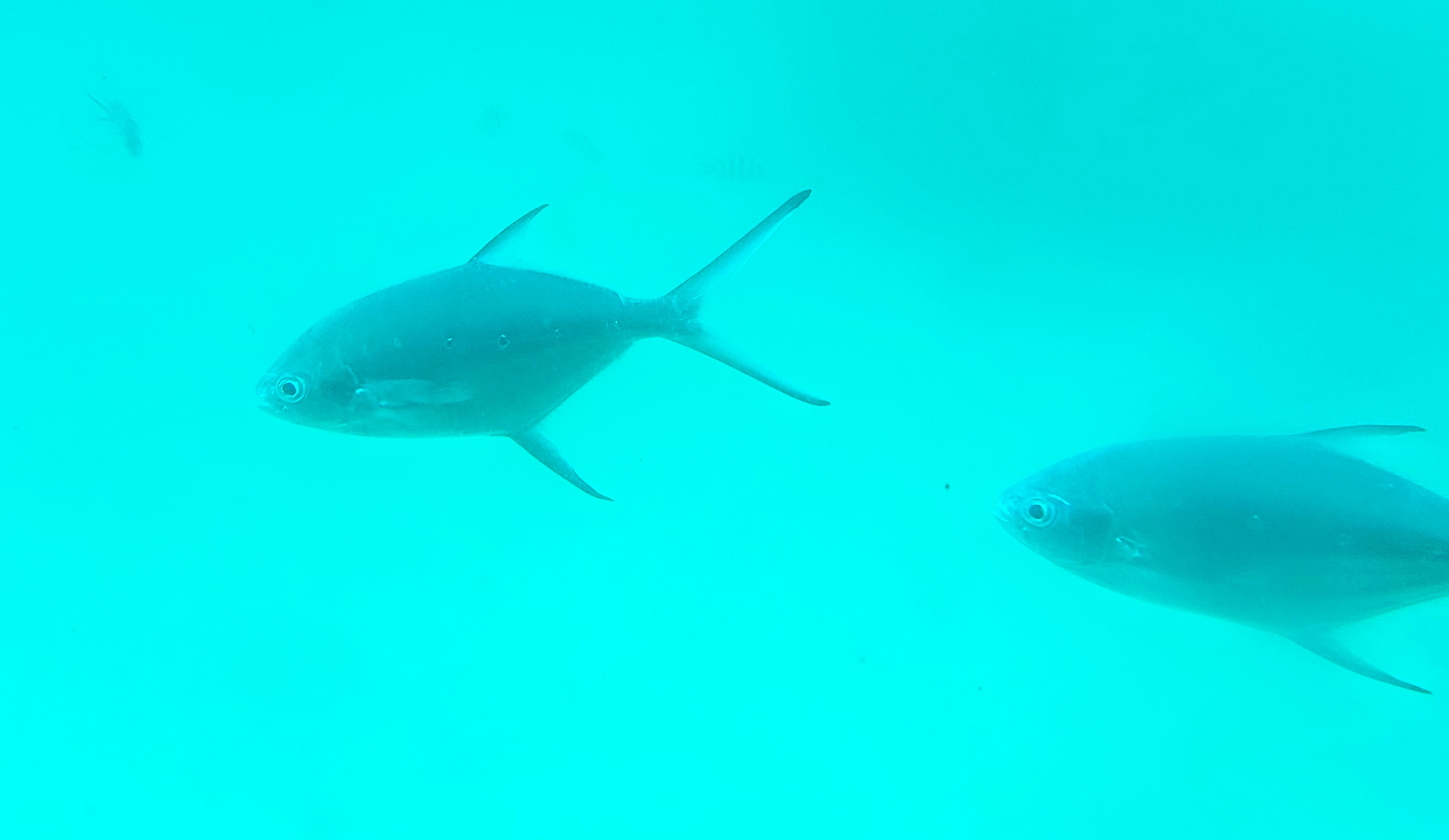 Two identical tuna-like fish with long tails