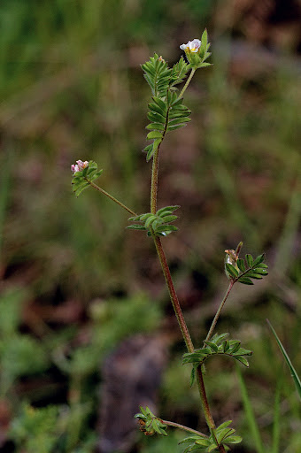 Ornithopus perpusillus