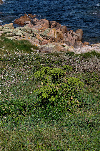 Angelica pachycarpa