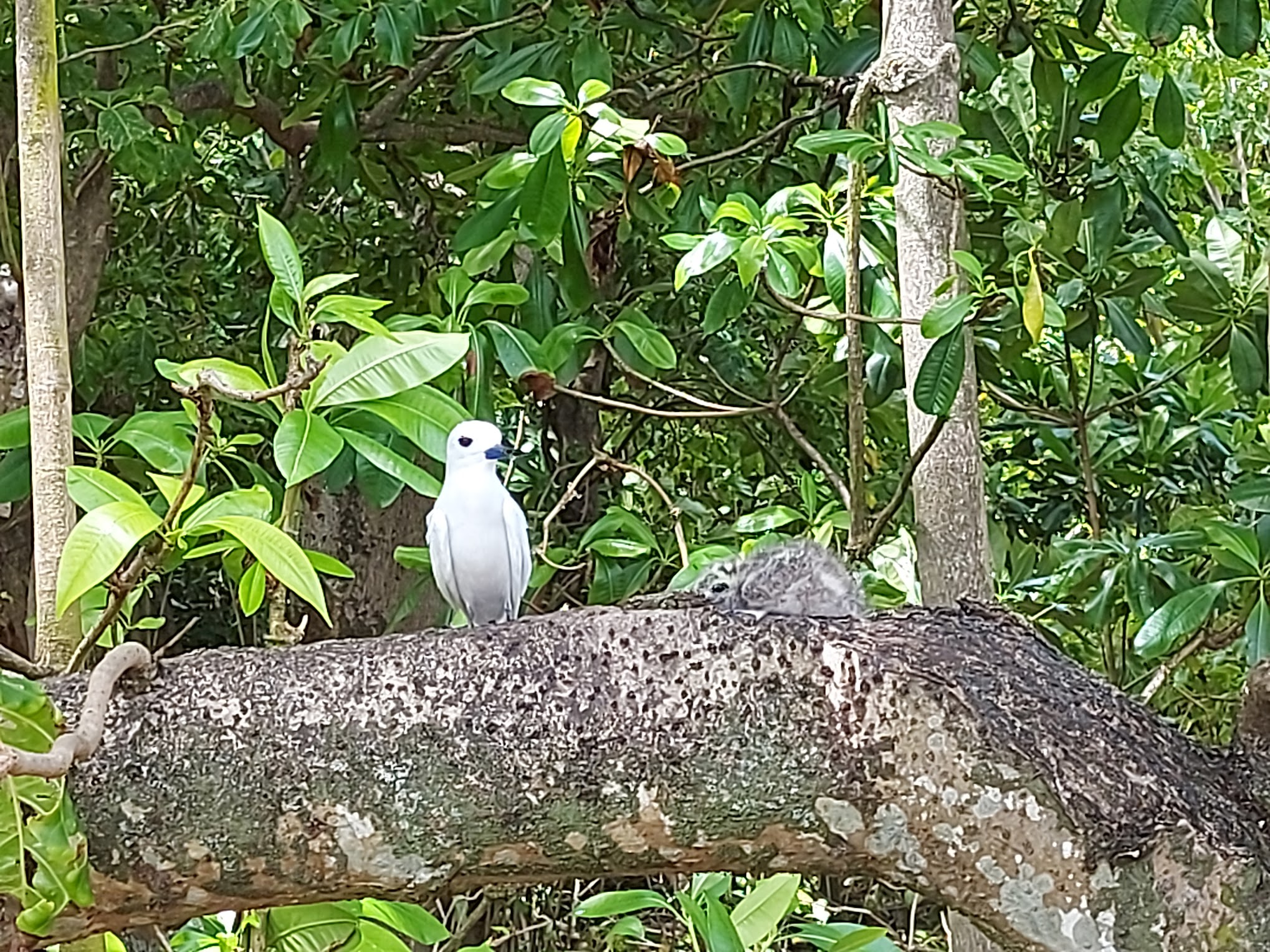 white bird on brnach beside fluffy grey chick