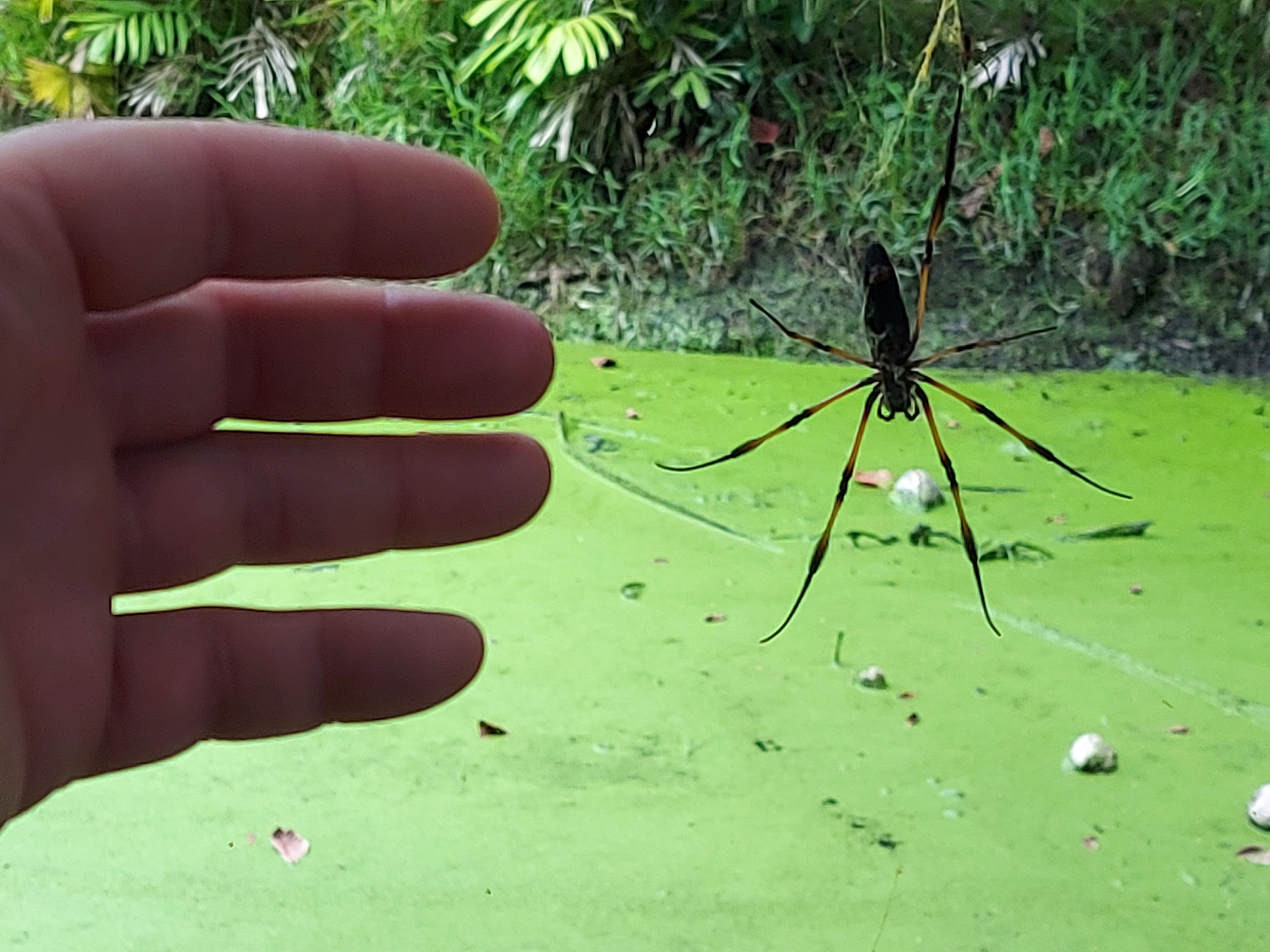 Large spider beside hand for comparison