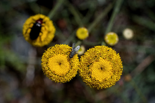 Santolina melidensis