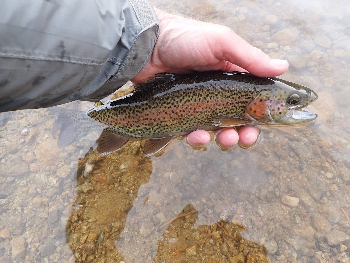 Clear Creek  Dave Weller's Fly Fishing Blog