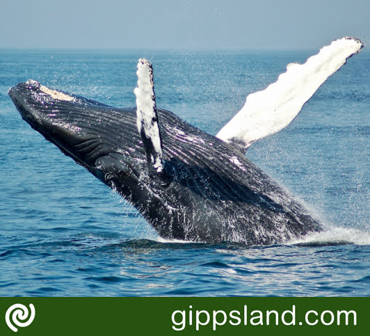 Protect Southern Right Whales! Be vigilant on water, slow down, and maintain a safe distance