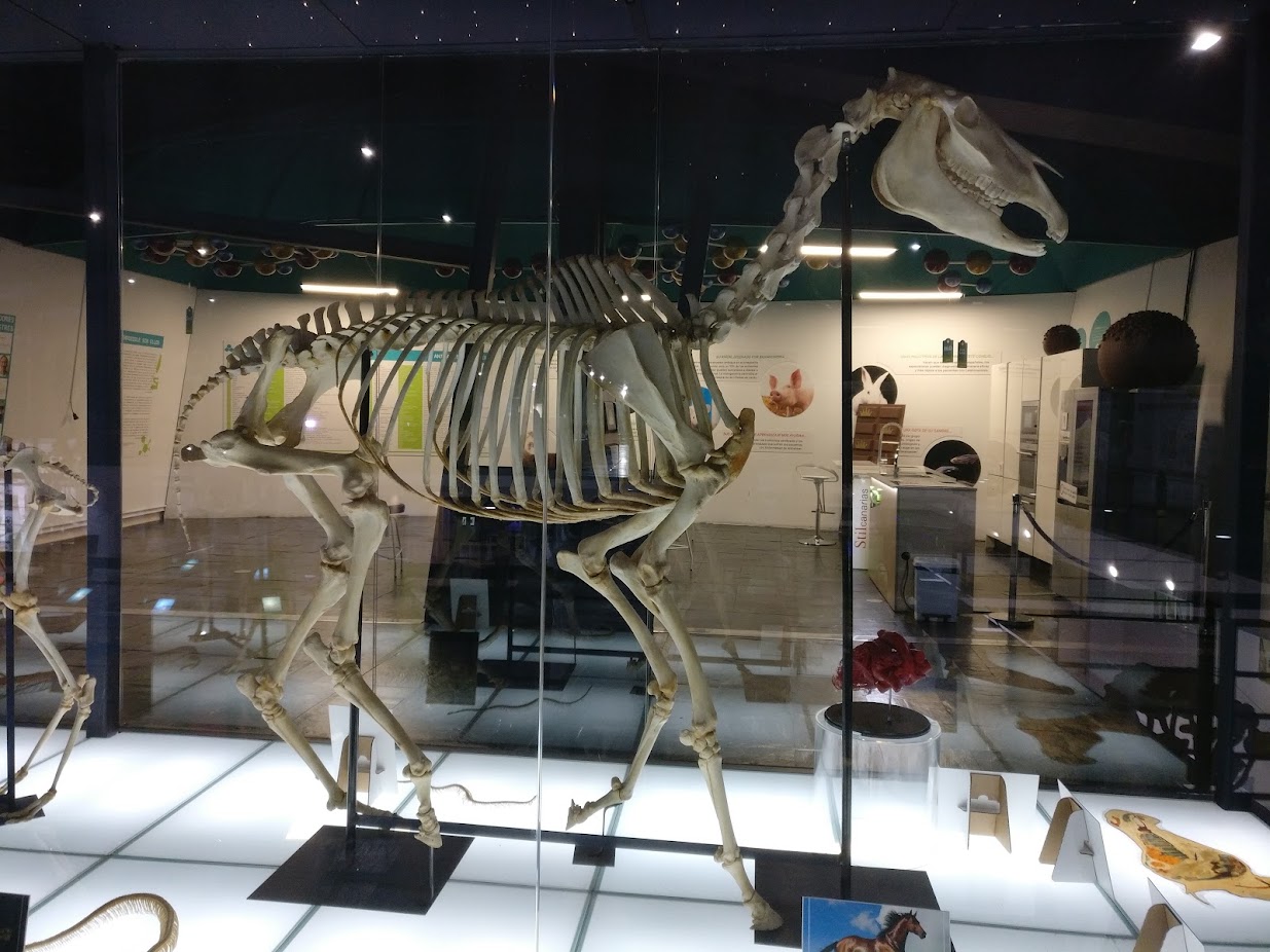 Skeleton of a horse