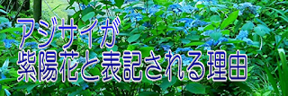 アジサイが紫陽花と表記される理由