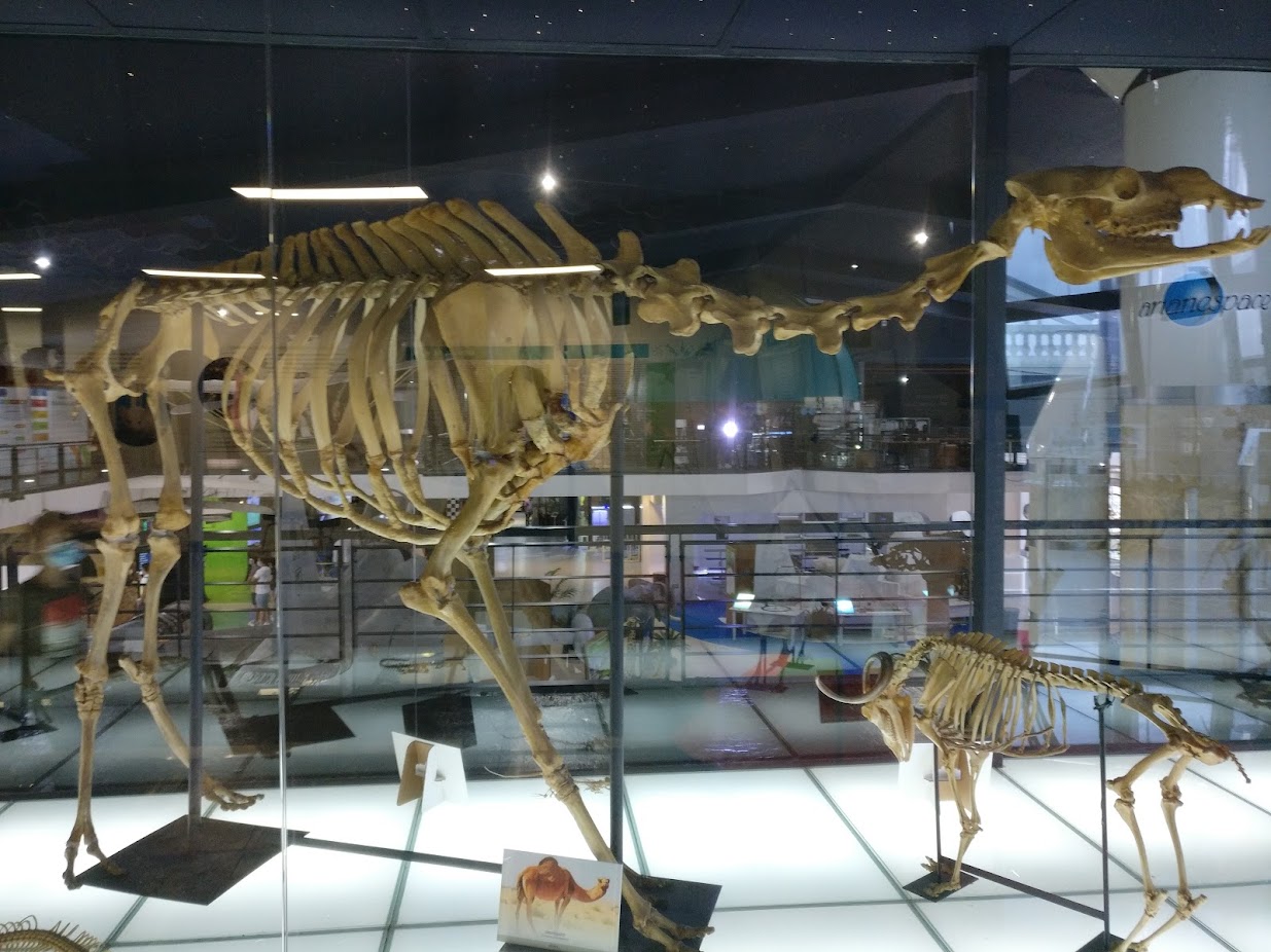 Skeleton of a camel