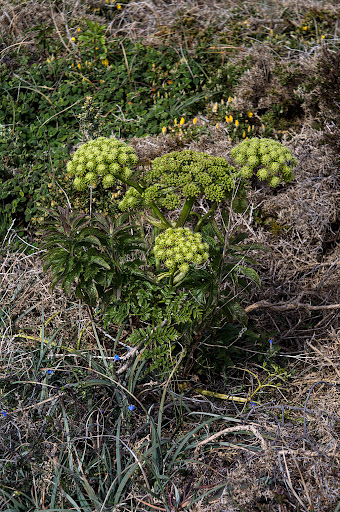 Angelica pachycarpa