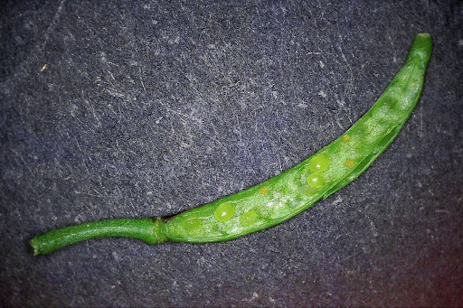 Rorippa nasturtium aquaticum