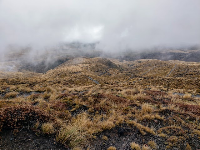 Tongariro Alpine Crossing Ketetahi bushline