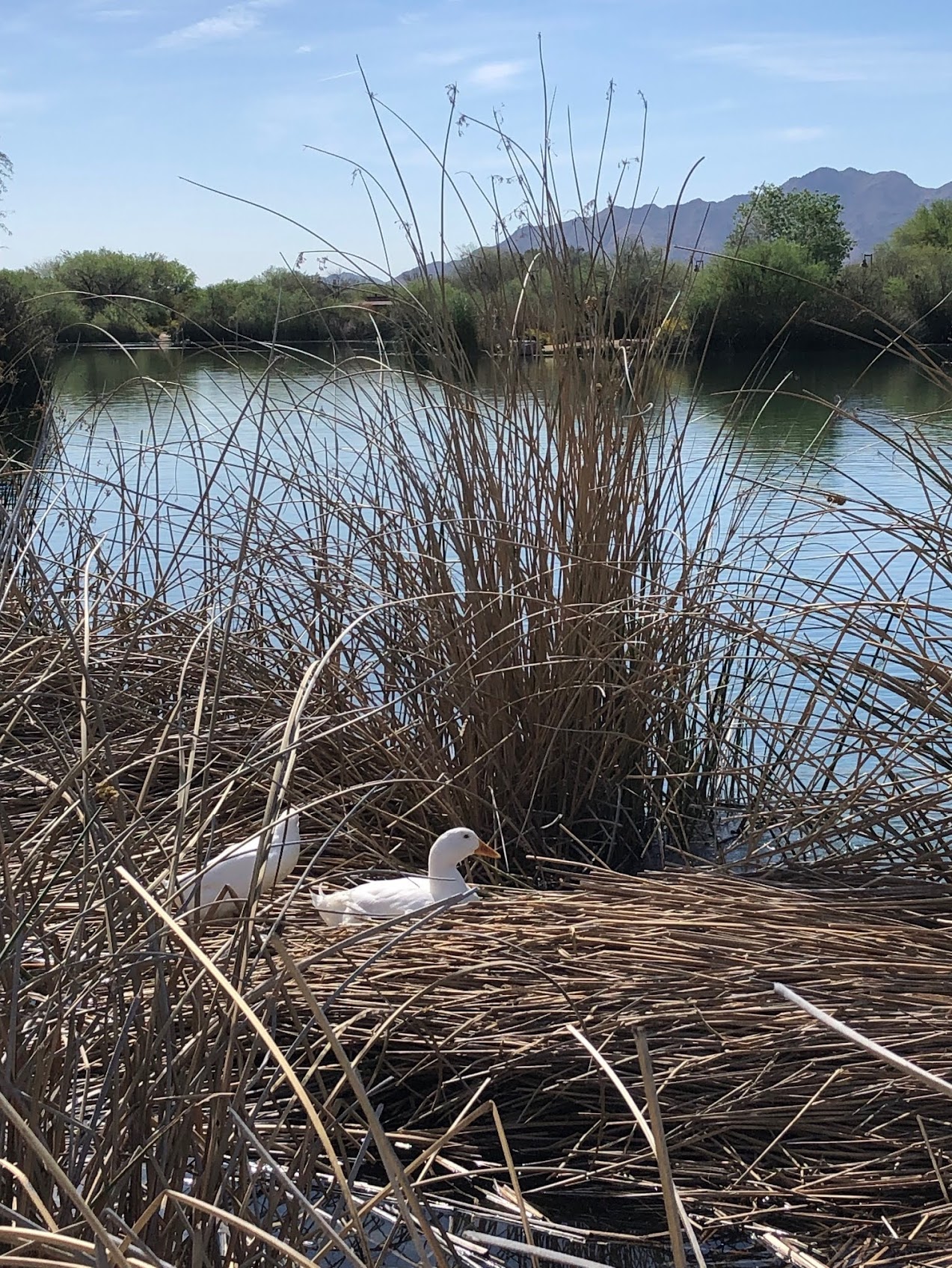 Walkers at Veterans Oasis Preserve April 12