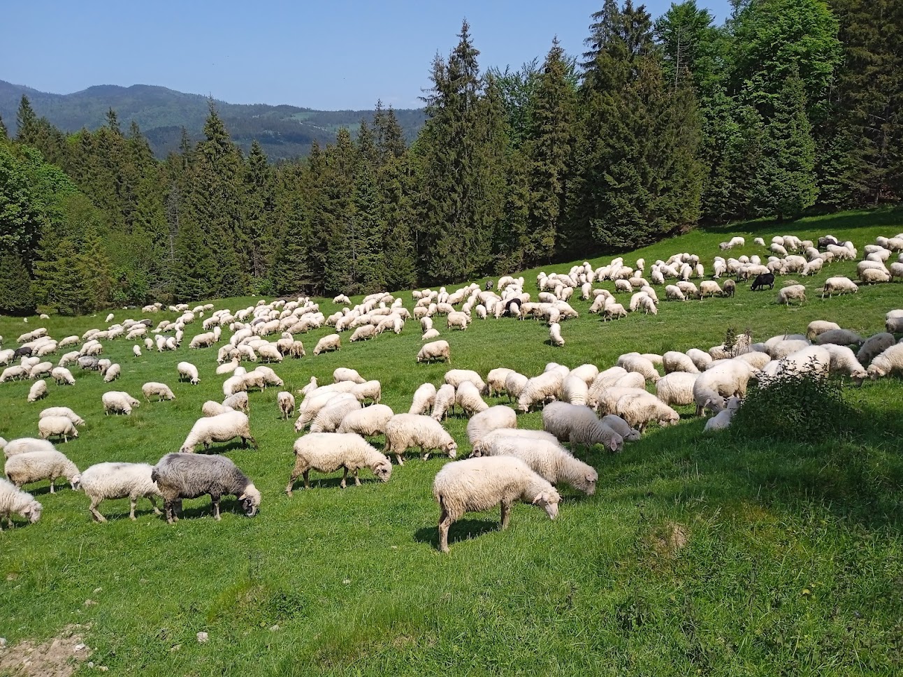 Wycieczka w Małe Pieniny