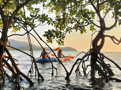 Start paddling and cross the river to the mangrove covered forest