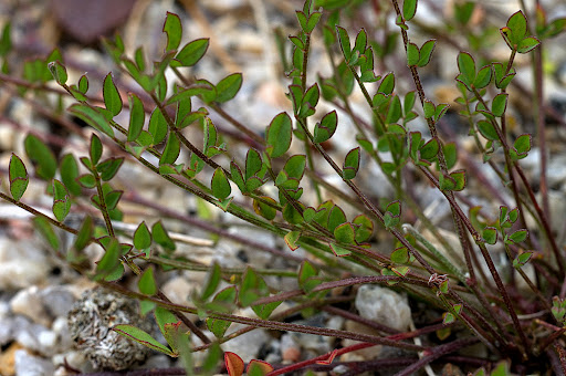 Ornithopus pinnatus