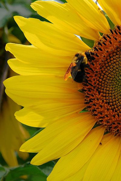 "Sunflower & Bee" by Ron Edwards