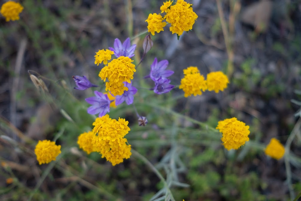 Backpacking to Pacheco Falls in Henry Coe State Park