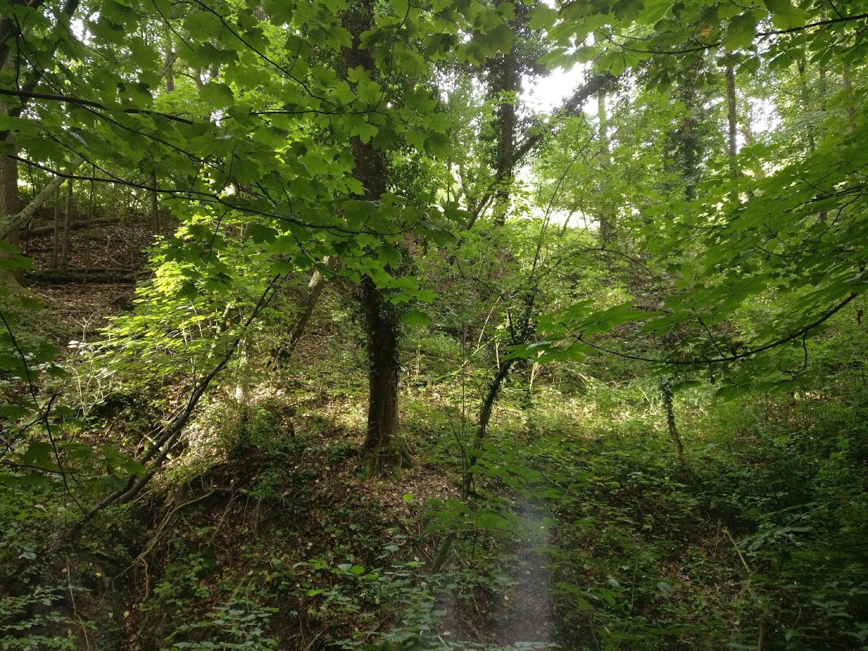 A tree in the forest on the road to Drachenfels