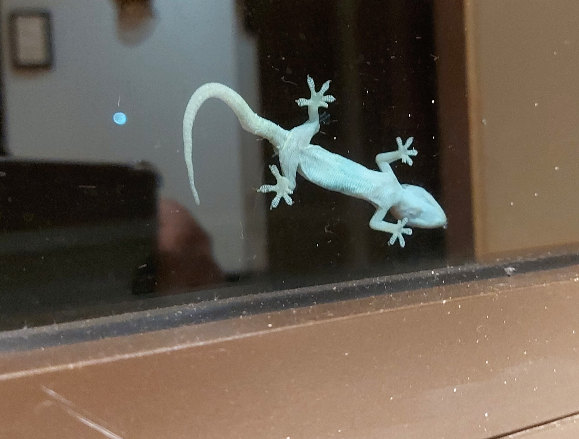 Gecko clinging to window