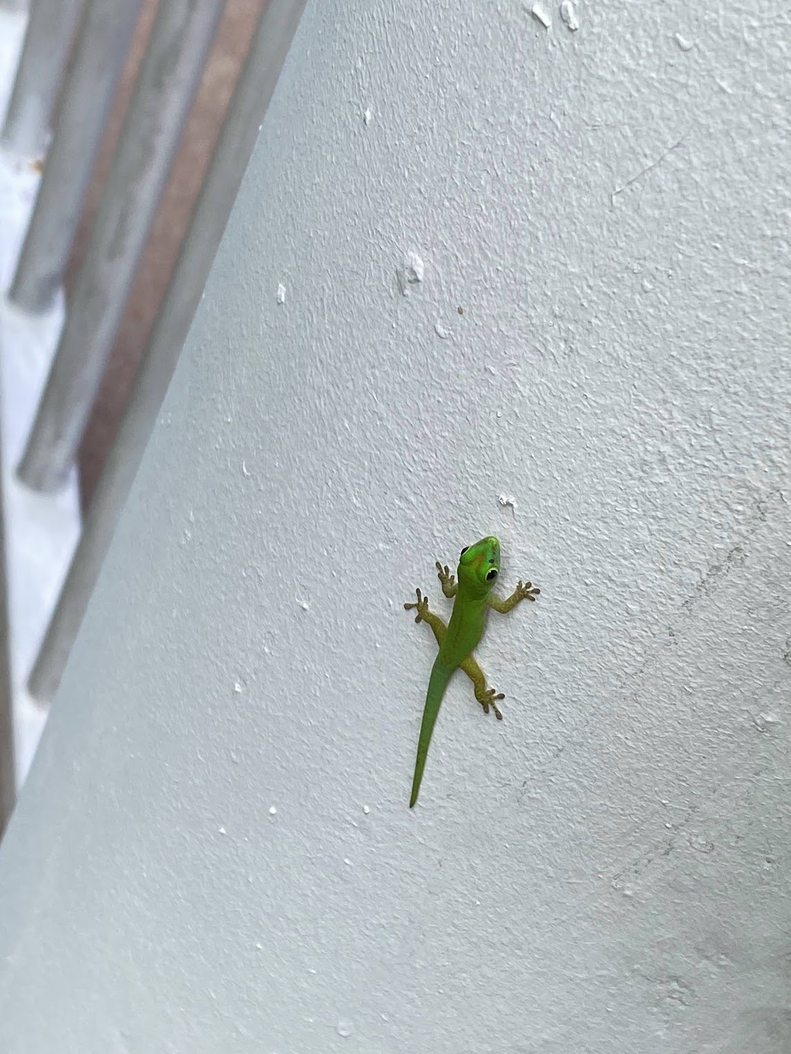 Seychelles day gecko on stucco