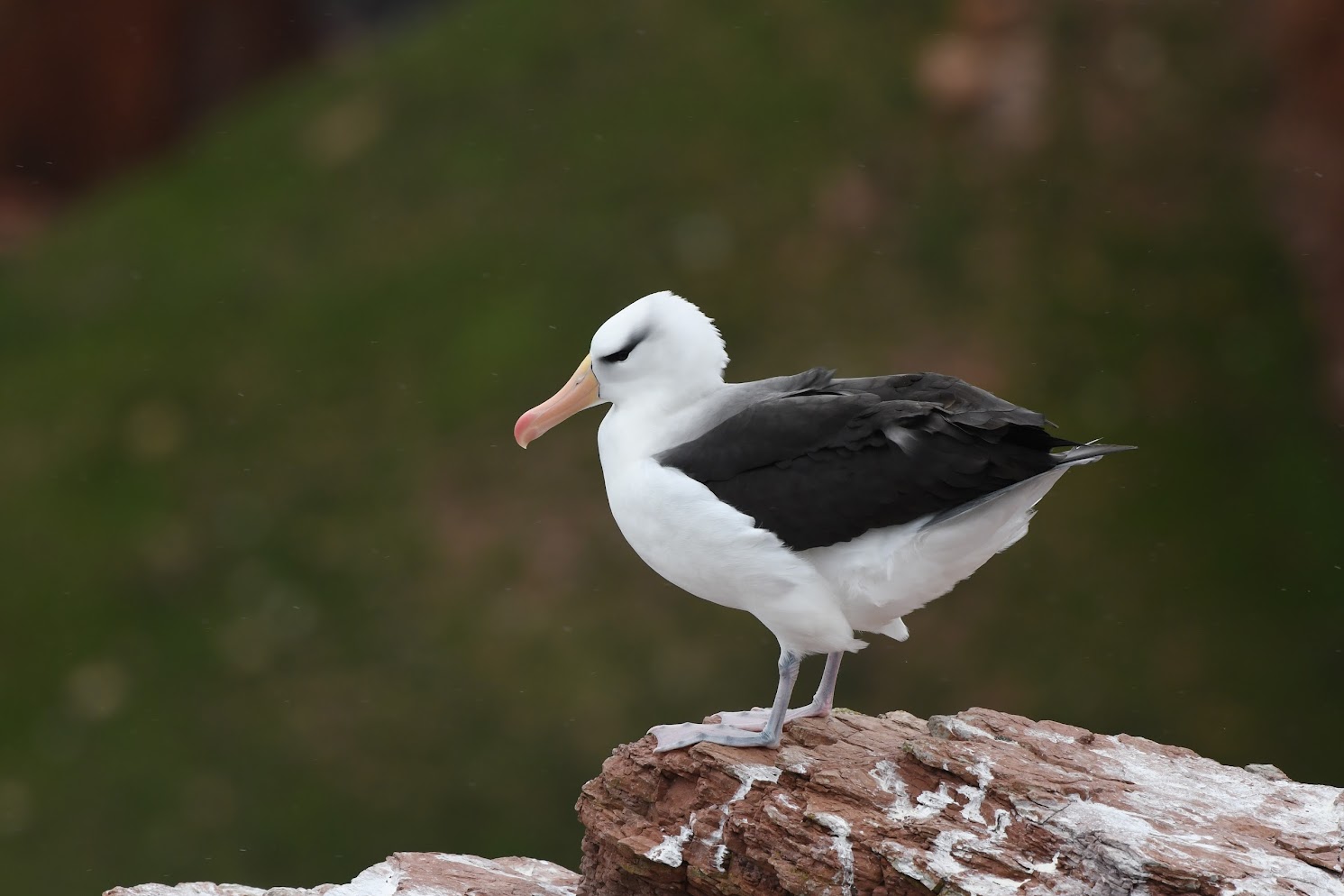 Schwarzbrauenalbatros © Stefan Tewinkel