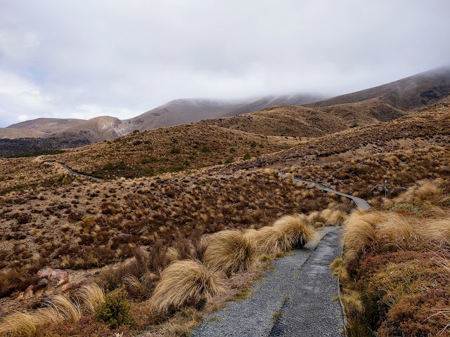 Tongariro Alpine Crossing Ketetahi bushline