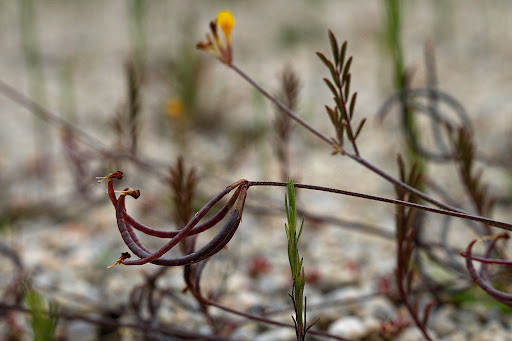 Ornithopus pinnatus