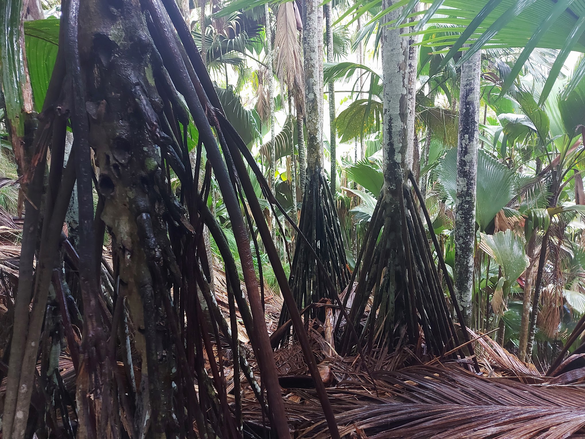 Screw pine trunks showing stilt roots