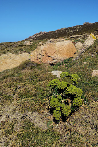 Angelica pachycarpa