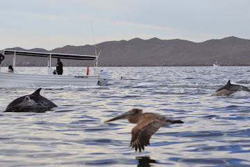 Мексика: через Медный каньон к серым китам и синему ягуару