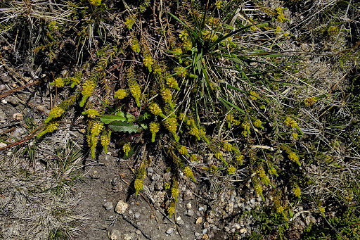 Thymelaea coridifolia