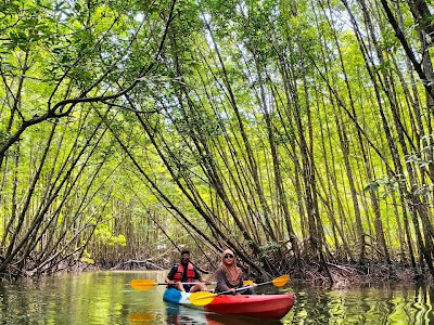 Spot lush green mangrove forest