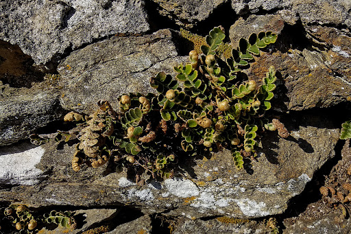 Asplenium Ceterach officinarum