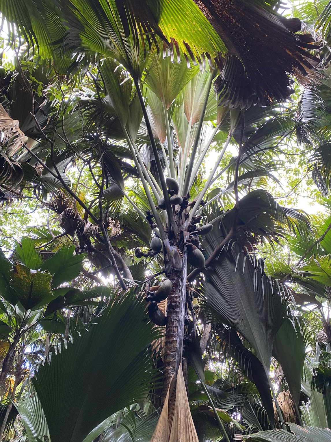 View of coco de mer, showing maturing seeds and leaves