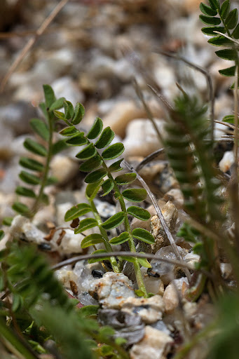 Ornithopus pinnatus