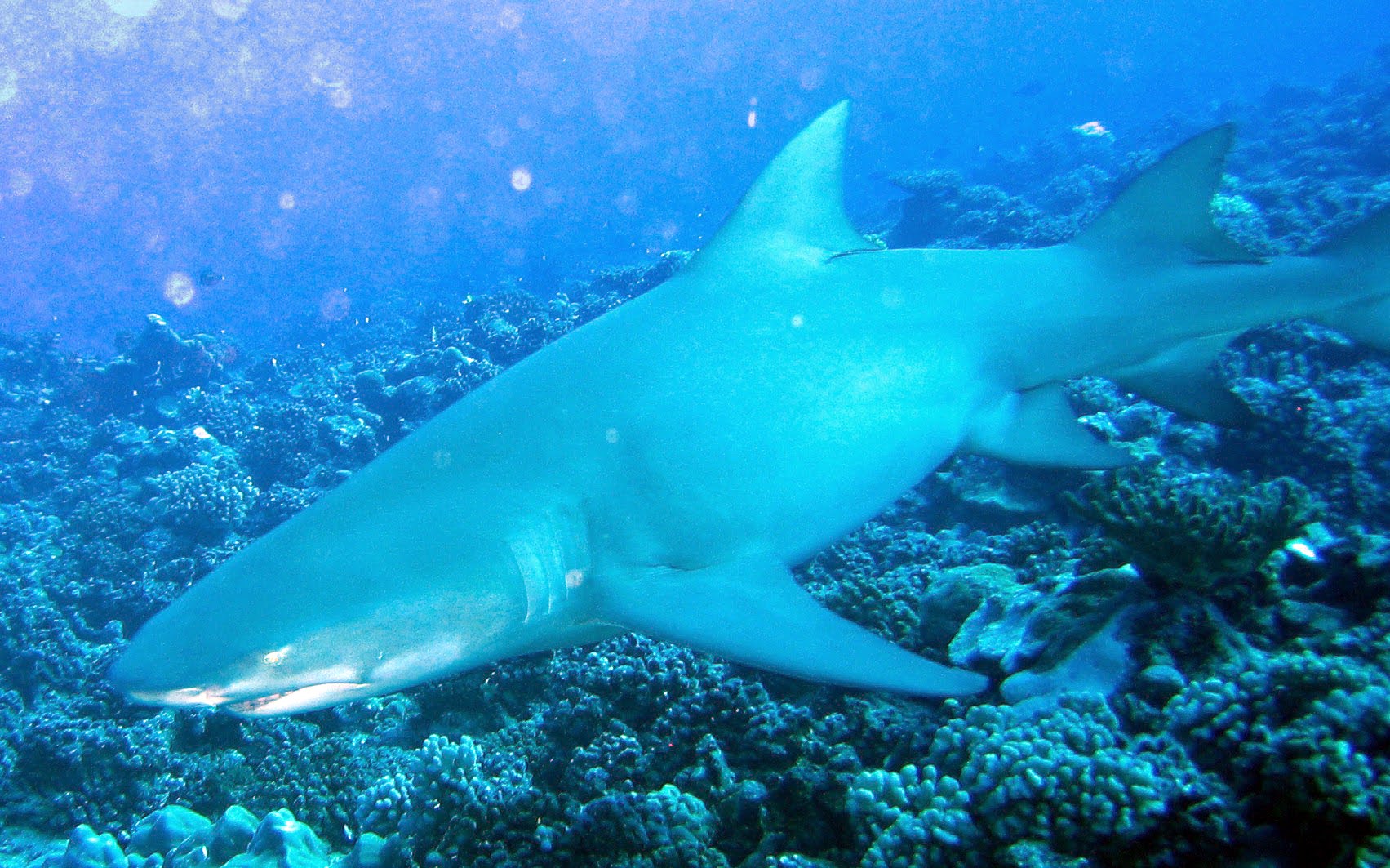 Sicklefin lemon shark crusing above coral reef